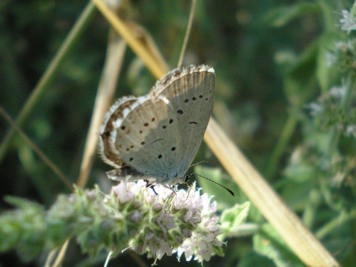 Lycaenidae da identificare 4